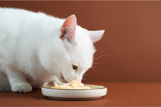 10 Healthy Cat Food Recipes