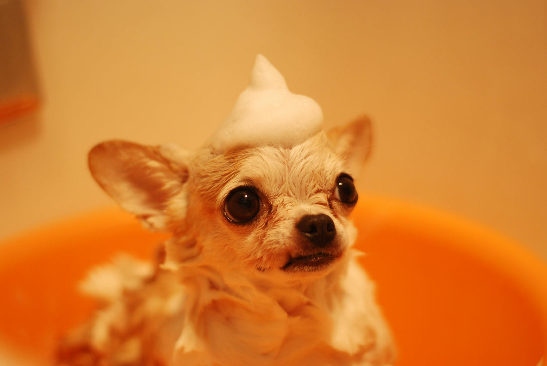 Bathing Schedule & Tips for Dogs