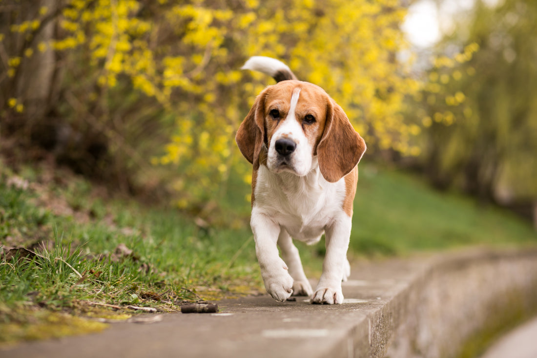 10 Natural Remedies For Dogs With Allergies